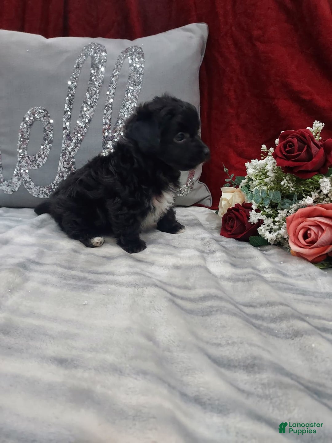 Mixed Breed dogs for sale: Cupid - Ad 2