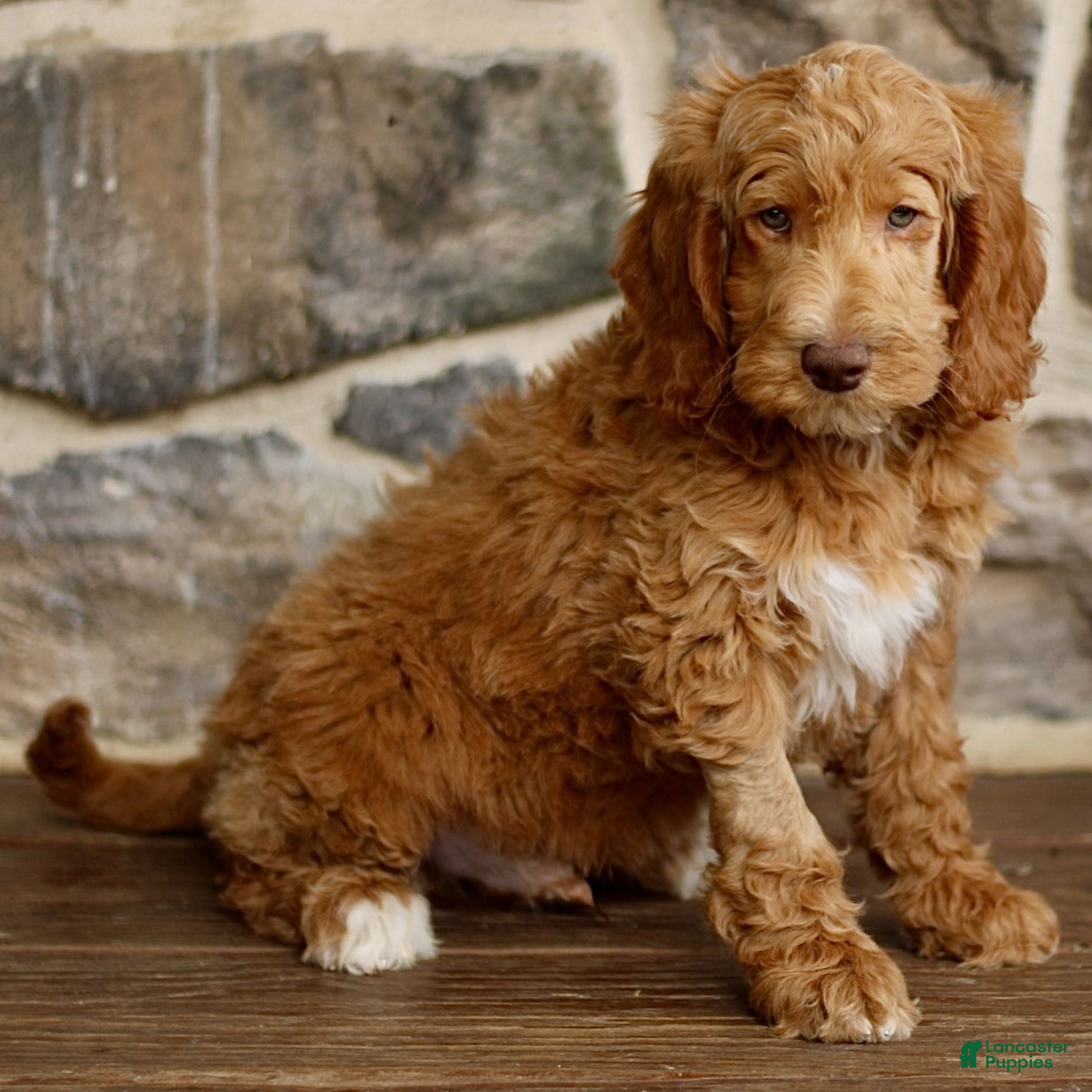 Goldendoodle dogs Justin - Ad 2