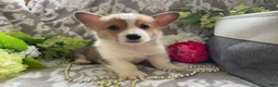 Welsh Corgi Pembroke dogs for sale: Mikey - Ad 6
