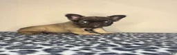 French Bulldog dogs for sale: French Bulldog 3 - Ad 2