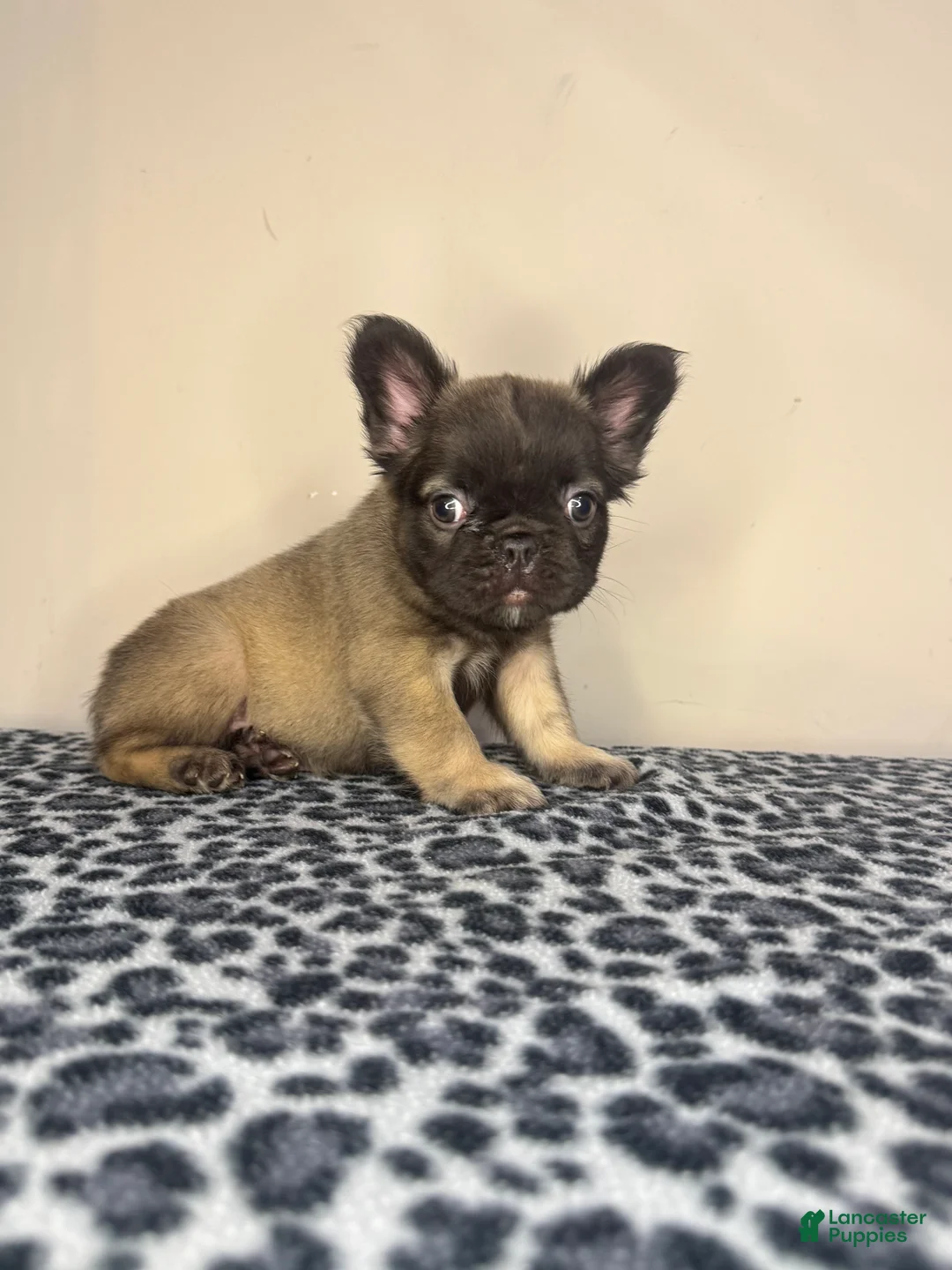 French Bulldog dogs for sale: French Bulldog 3 - Ad 2