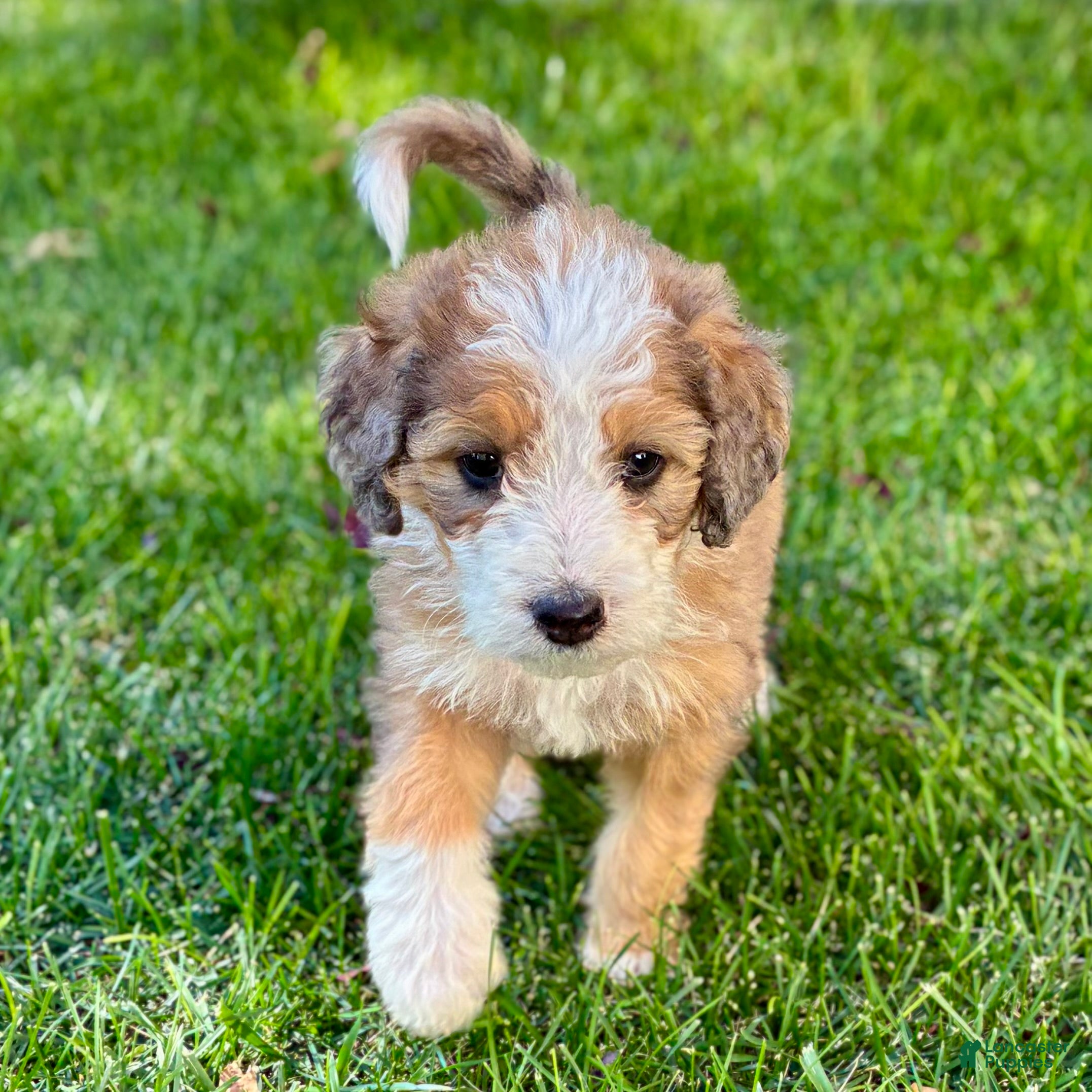 Bernedoodle dogs Moon - Ad 2