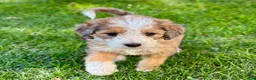 Bernedoodle dogs for sale: Moon - Ad 2