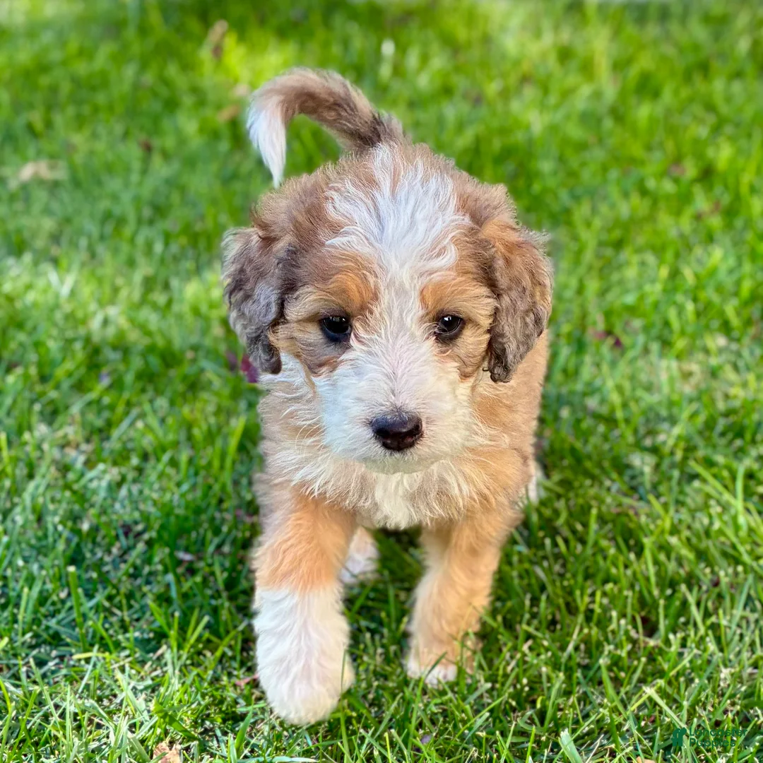 Bernedoodle dogs for sale: Moon - Ad 2