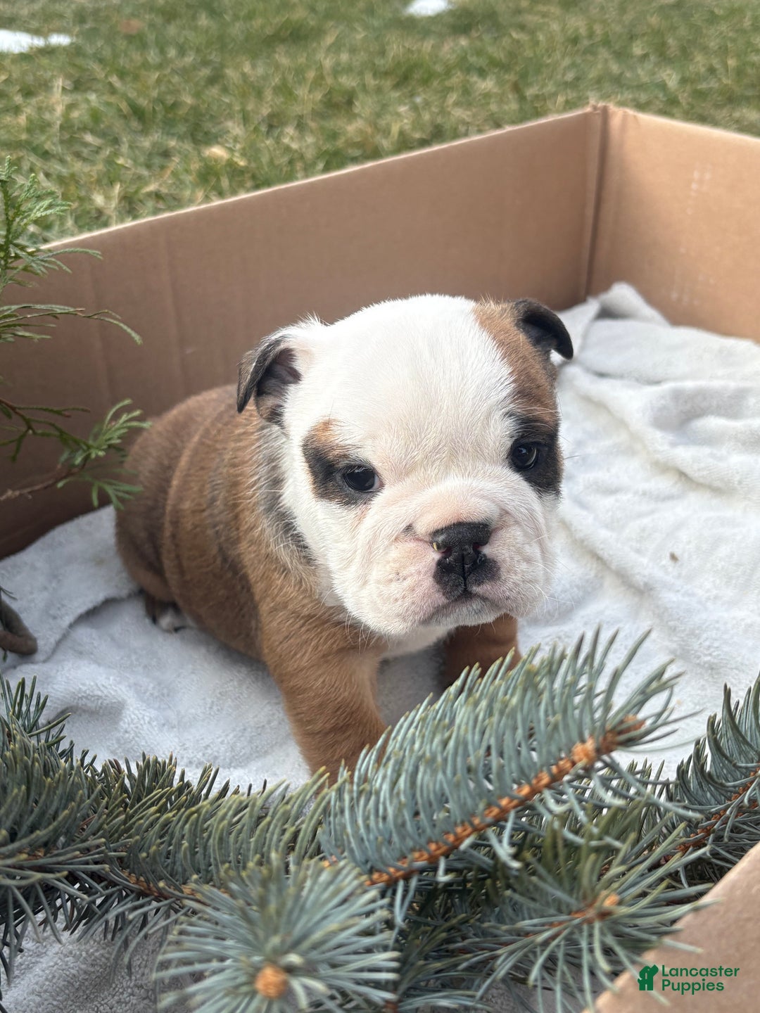 English Bulldog dogs for sale: Skye - Ad 7