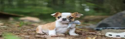 Beabull dogs for sale: Otis - Ad 6