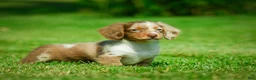 Miniature Dachshund dogs for sale: Easton - Ad 9