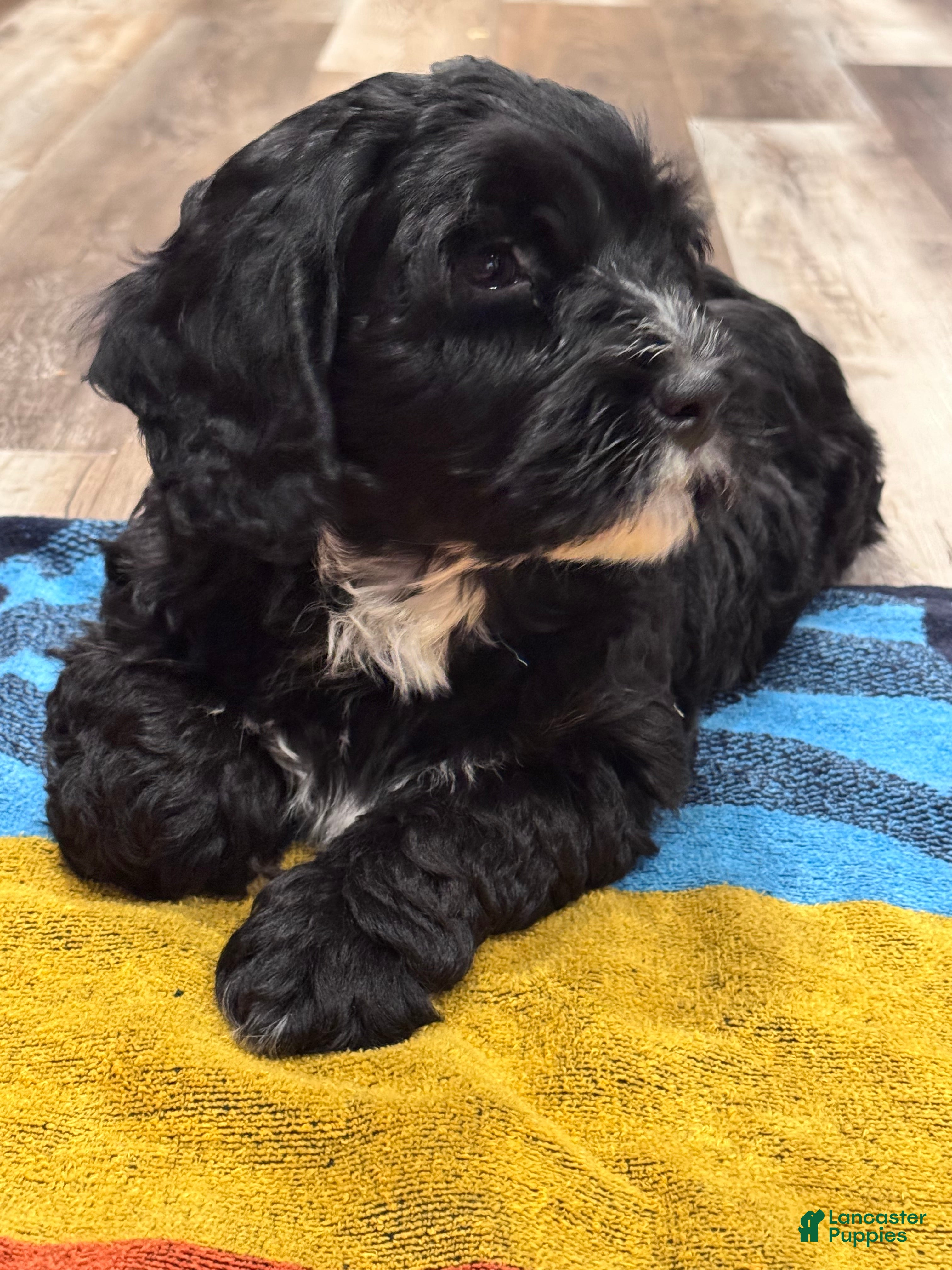 Mini Bernedoodle dogs Bandit - Ad 2