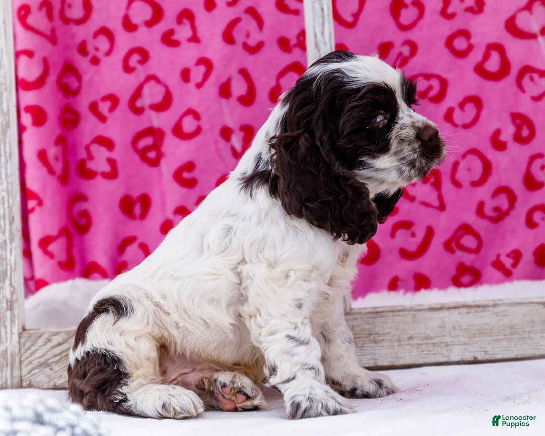 Cocker Spaniel dogs for sale: Waldo - Ad 7