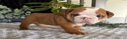 English Bulldog dogs for sale: Mack - Ad 1