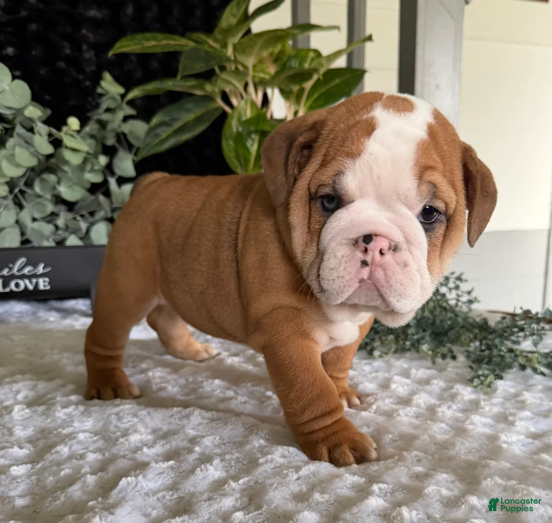 English Bulldog dogs for sale: Mack - Ad 1