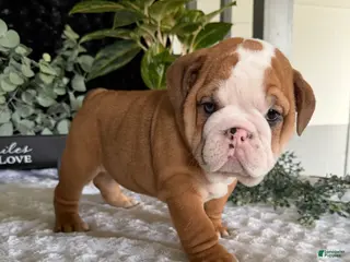 English Bulldog dogs Mack - Ad 23