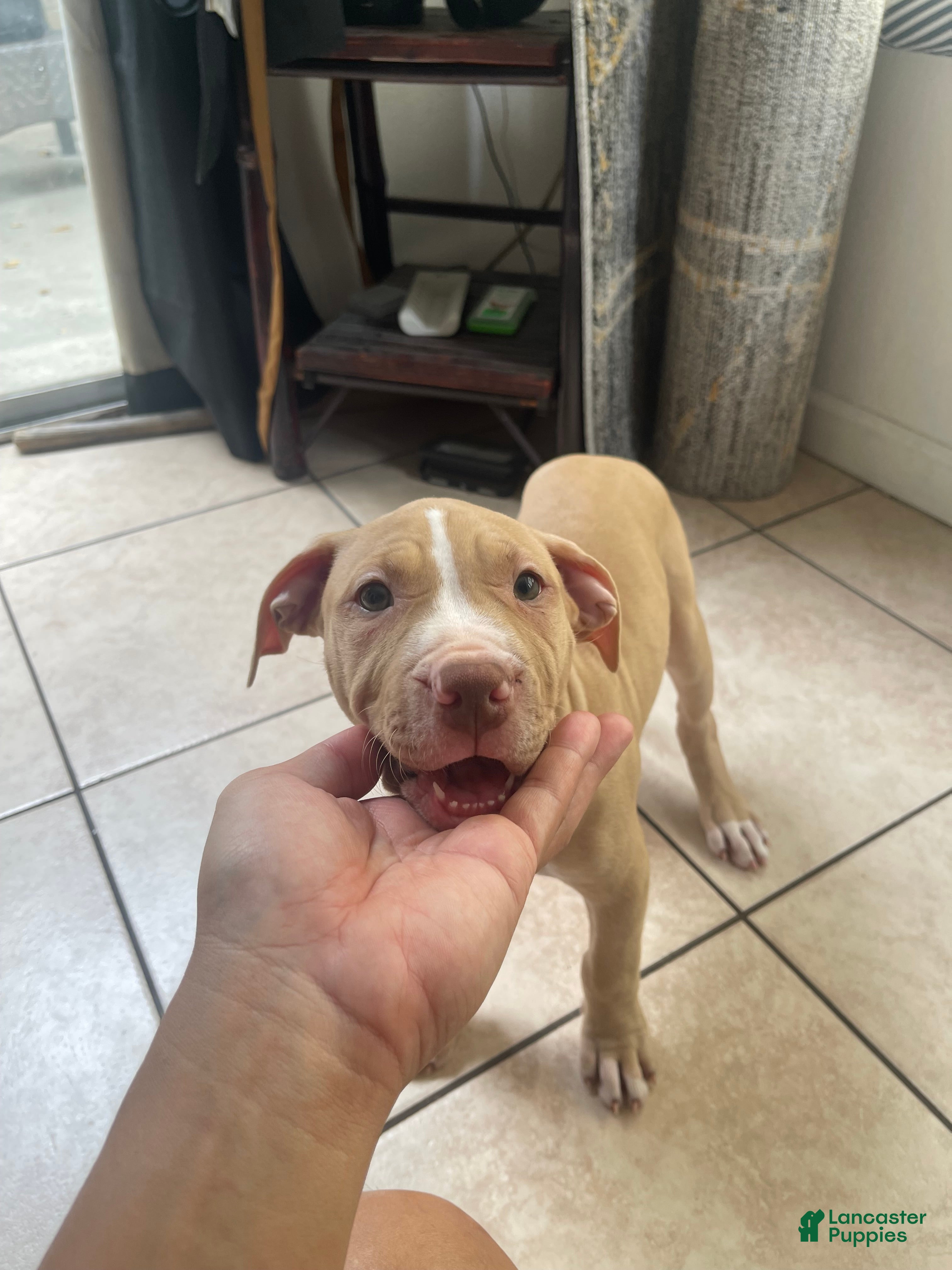 American Pit Bull Terrier dogs Daizy (UKC and ADBA) - Ad 3