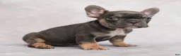 French Bulldog dogs for sale: Maverick - Ad 6