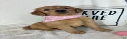 Golden Retriever dogs for sale: Butterscotch - Ad 5
