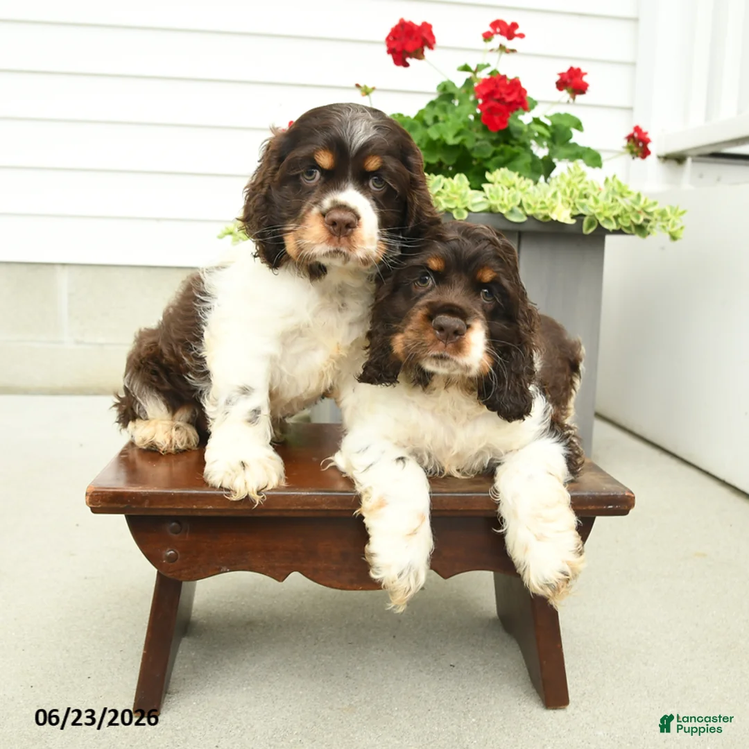 English Cocker Spaniel dogs for sale: Jill - Ad 3