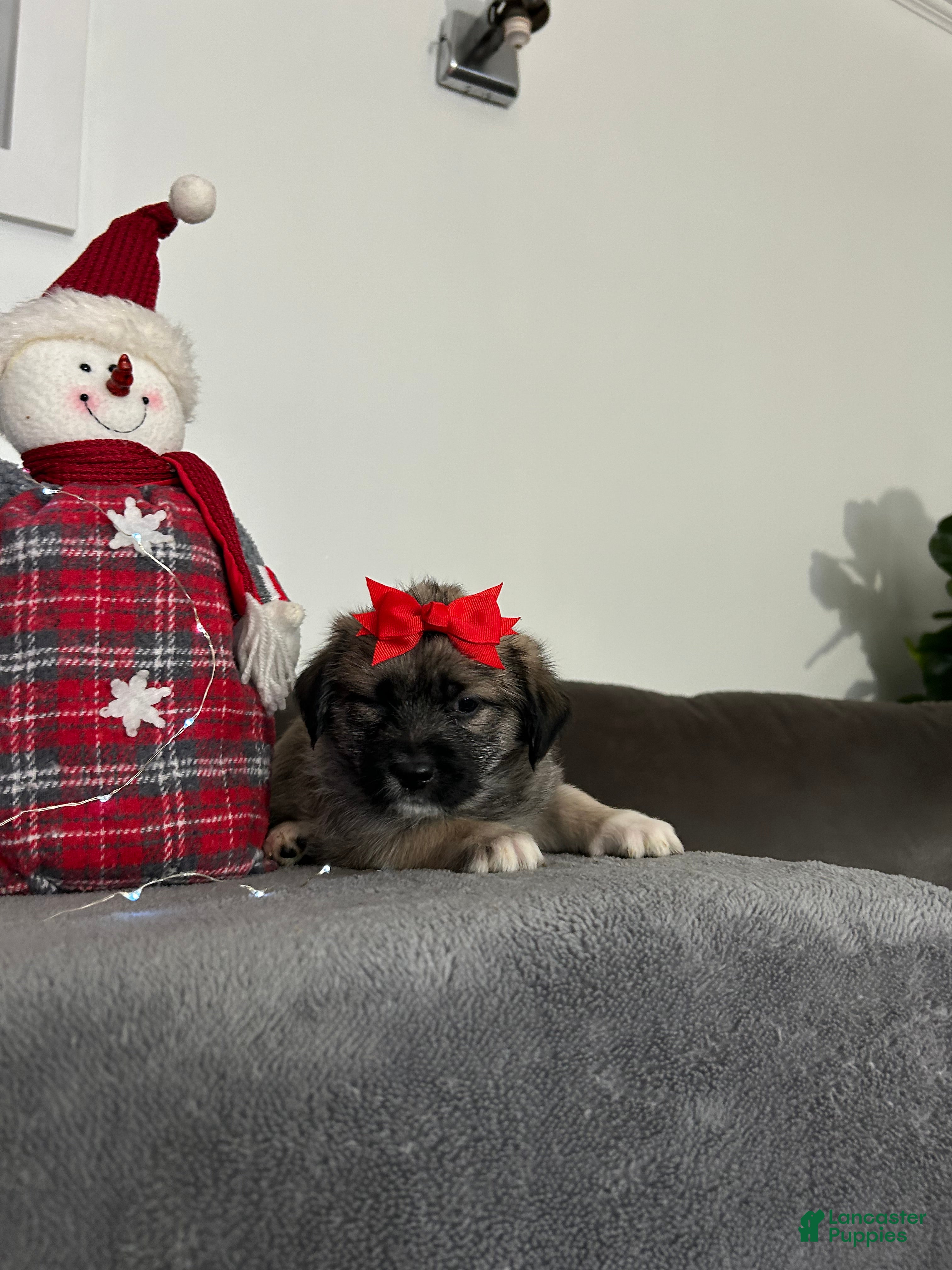 Mixed Breed dogs Noel - Ad 7