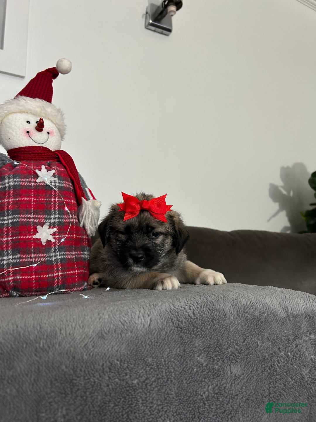 Mixed Breed dogs for sale: Noel - Ad 1