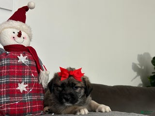 Mixed Breed dogs Noel - Ad 6