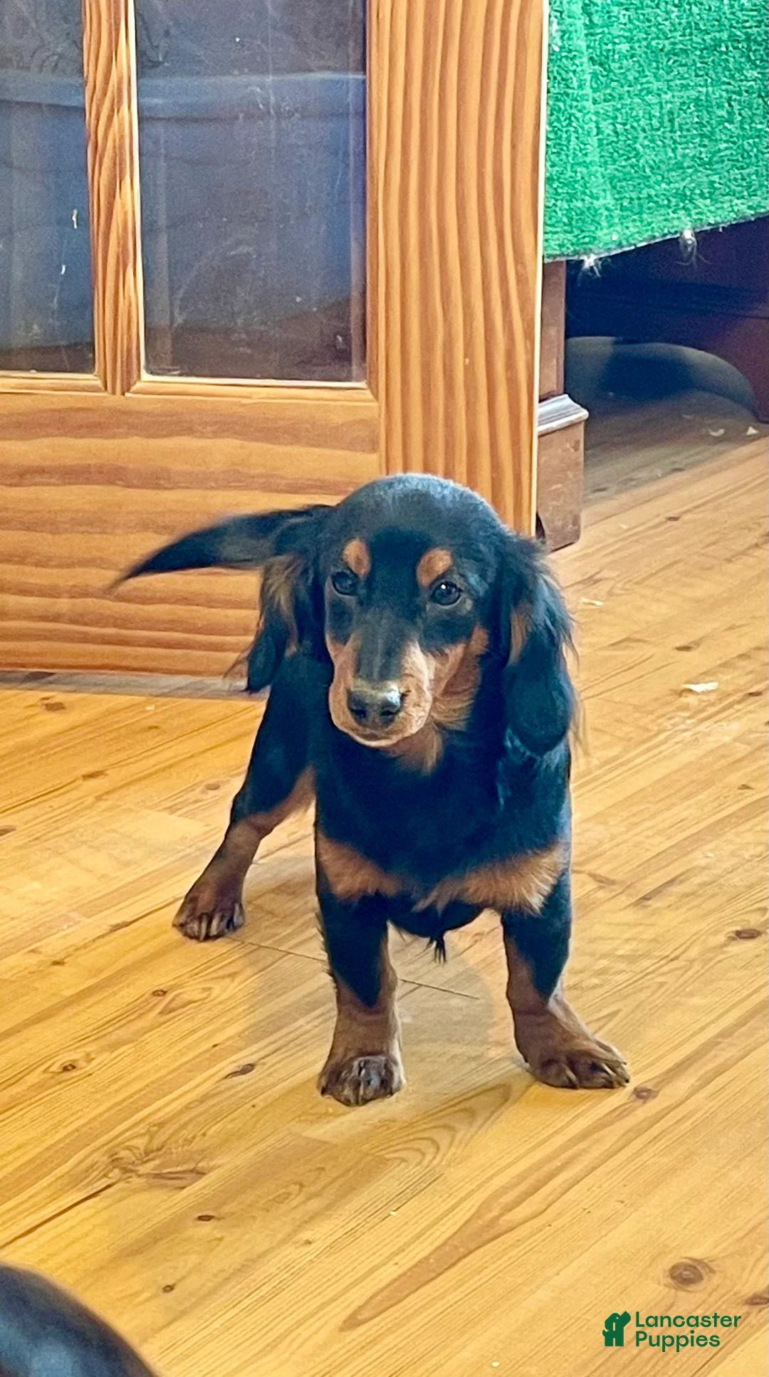 Miniature Dachshund dogs for sale: Miniature Dachshund Puppy 2 - Ad 5