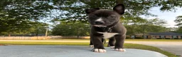 Pitsky dogs for sale: Pork-chop “Porkie” - Ad 1