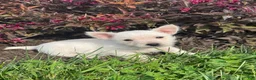 West Highland Terrier dogs for sale: Waylon - Ad 4