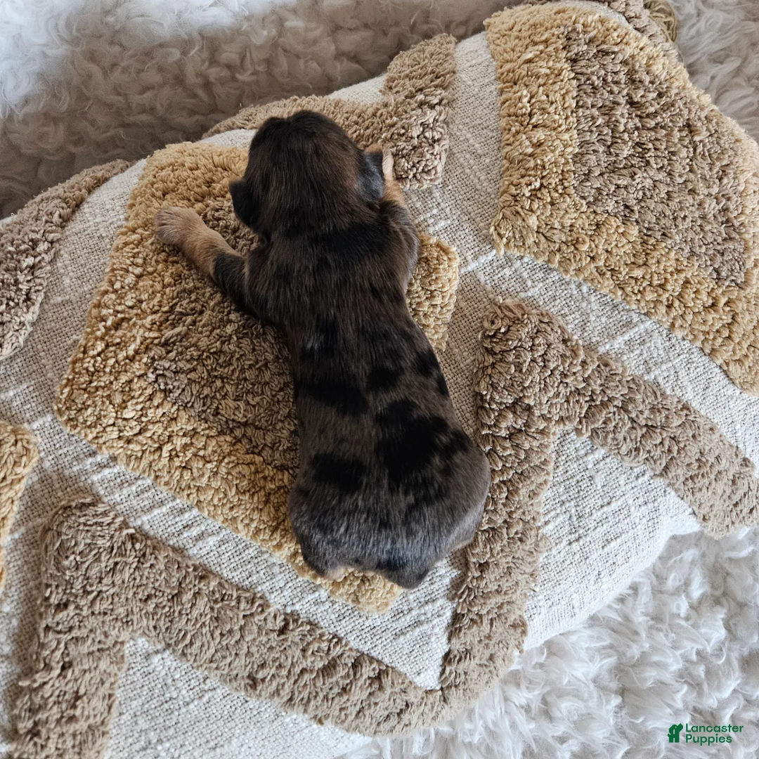 Mixed Breed dogs for sale: Chocolater Merle Bradley - Ad 2