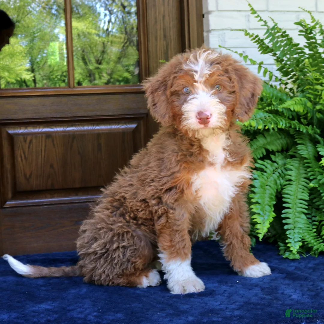 Mini Bernedoodle dogs for sale: Nova  - Ad 2