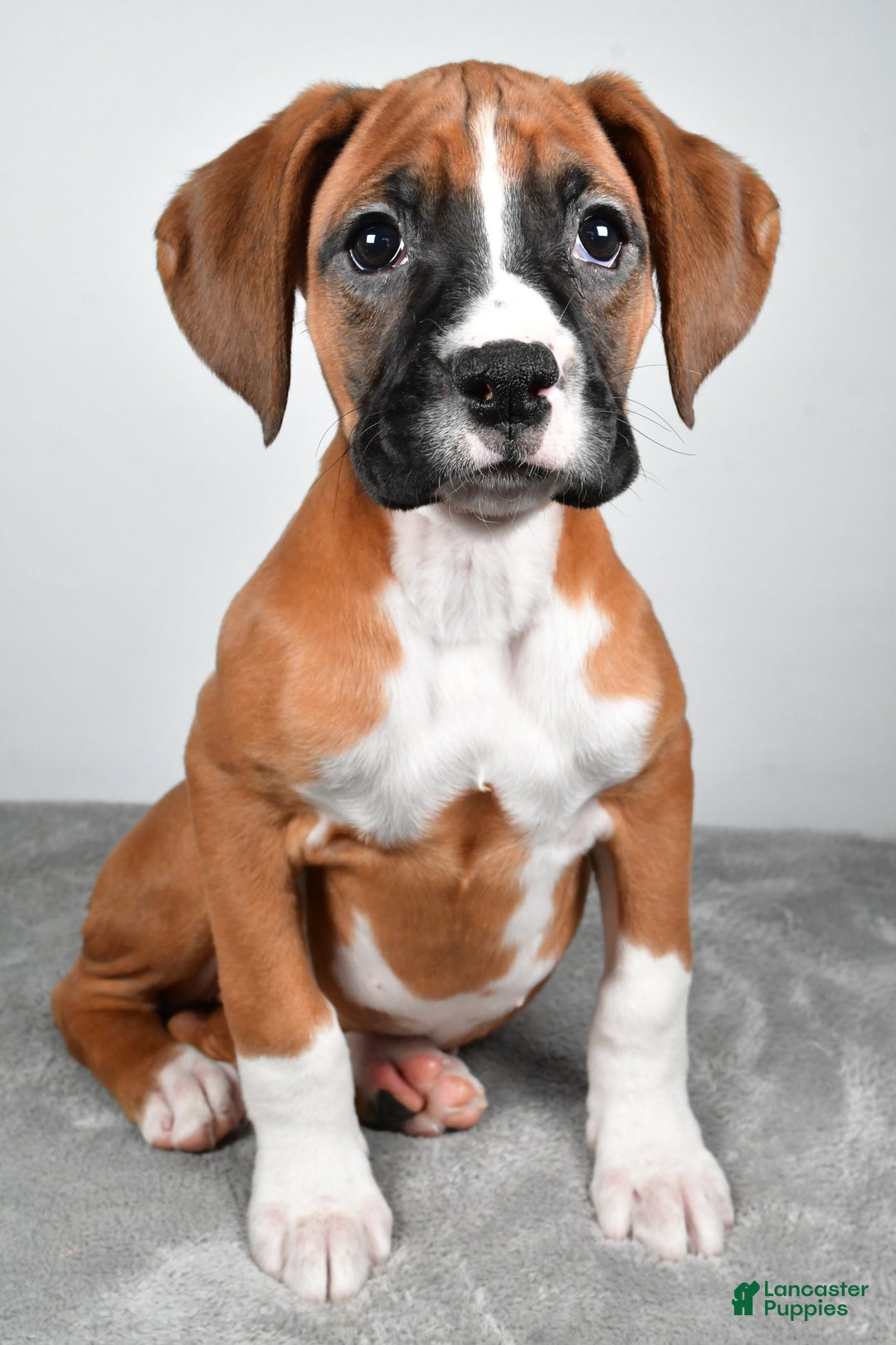 Boxer dogs for sale: Annie - Ad 5