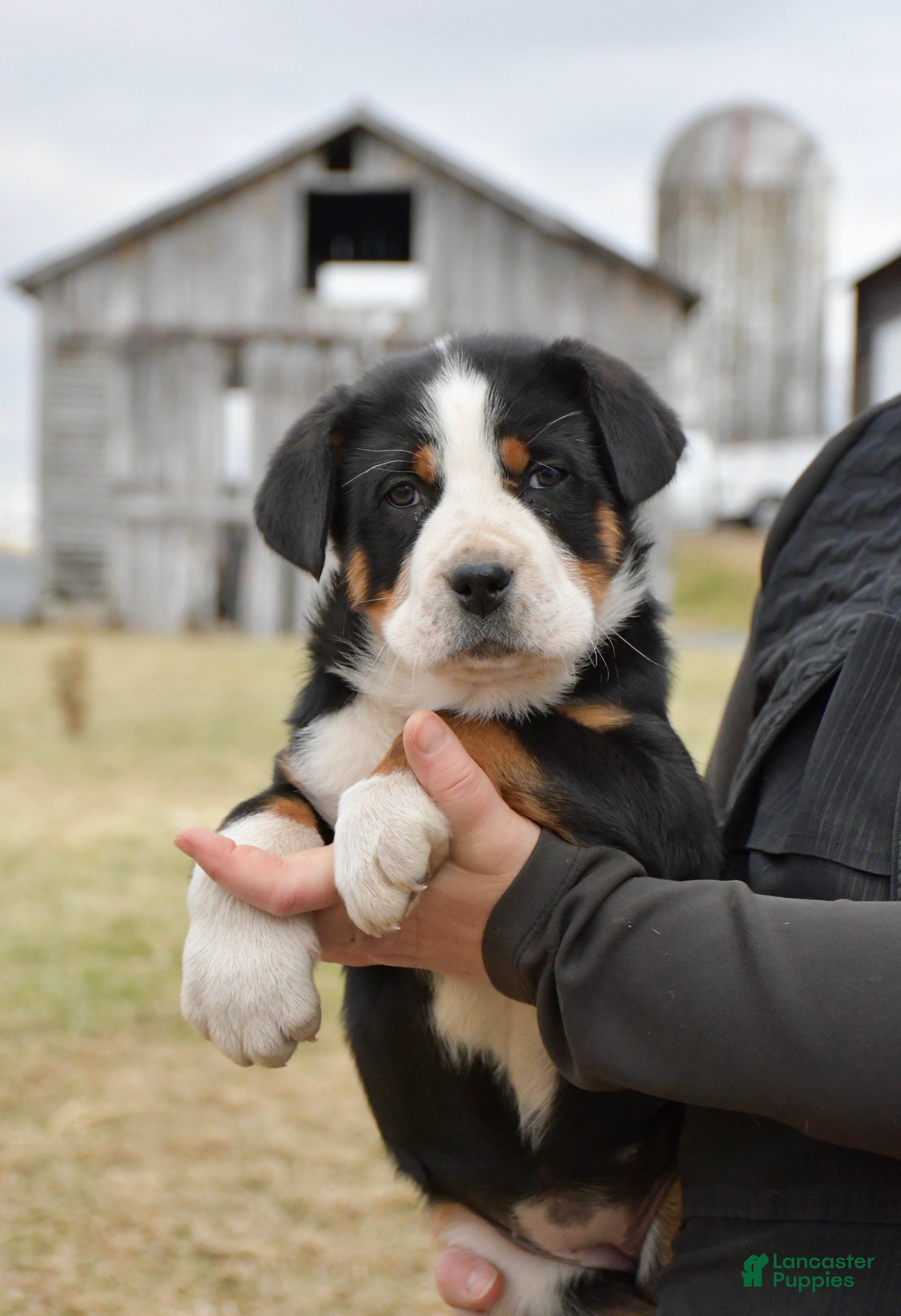 Greater Swiss Mountain Dog dogs Ember  - Ad 7