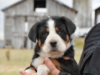 Greater Swiss Mountain Dog dogs Ember - Ad 4