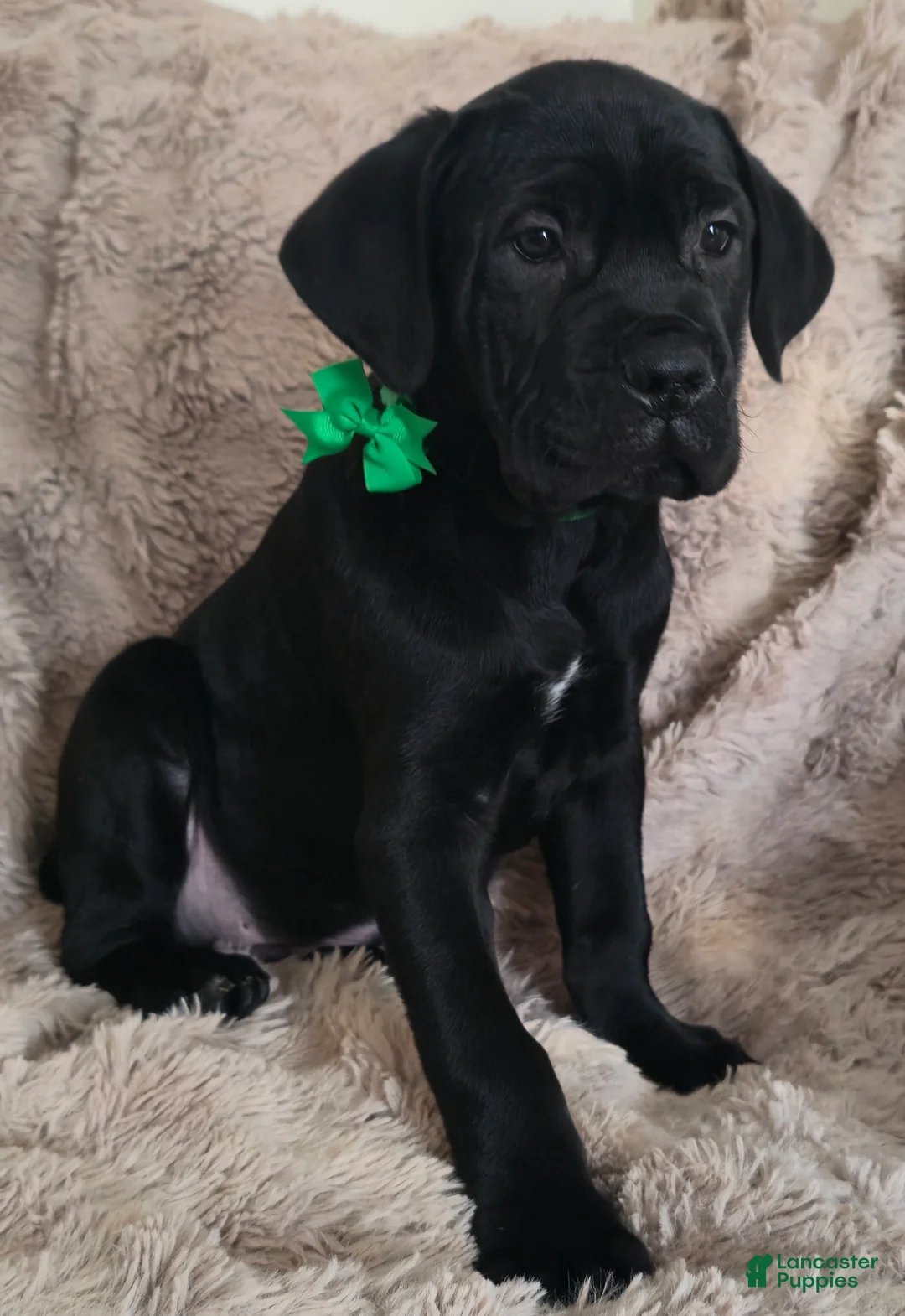 Cane Corso dogs for sale: Sully - Ad 4