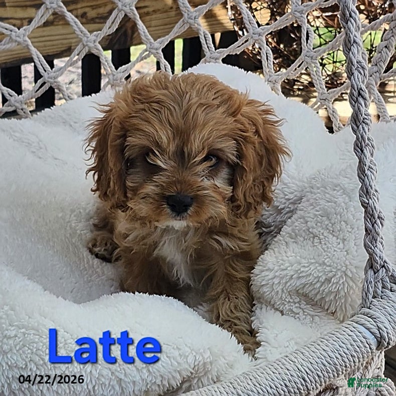 Cavapoo dogs Latte - Ad 1
