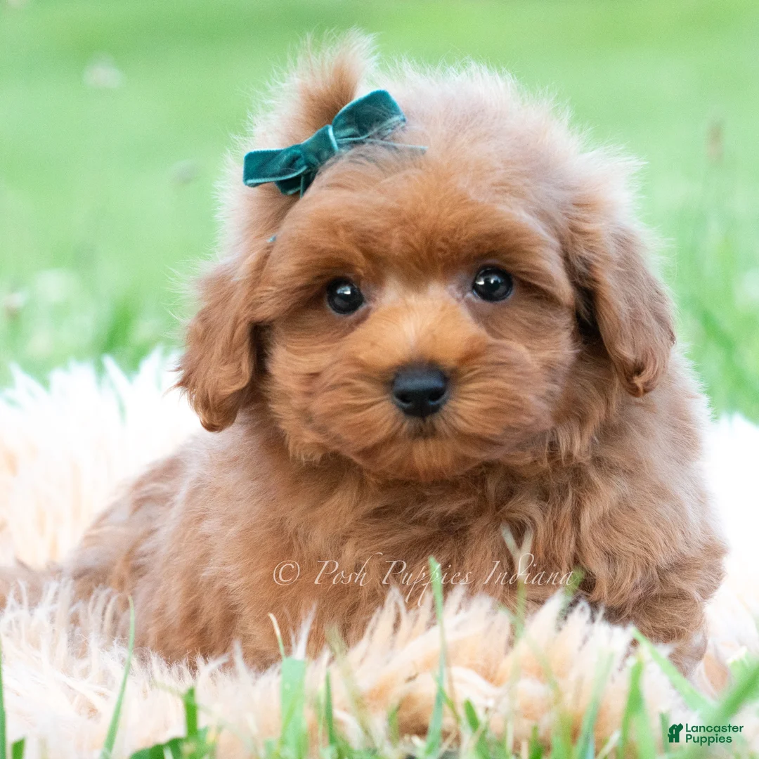 Maltipoo dogs for sale: Elio - Ad 2