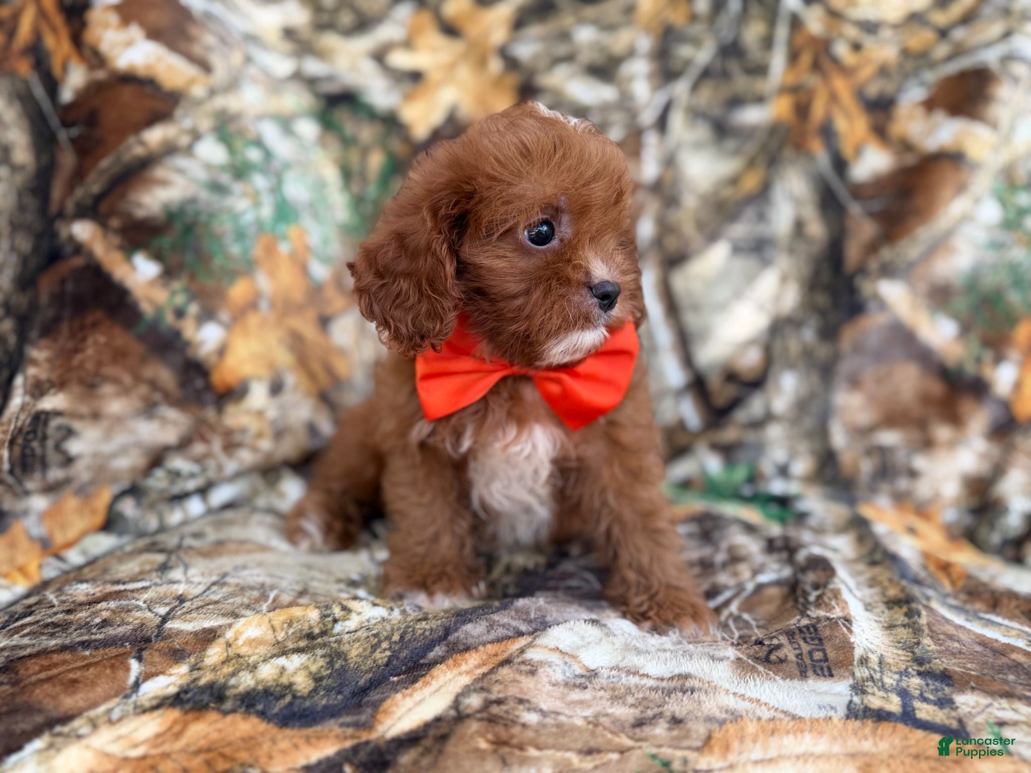Cavapoo dogs Lucky - Ad 2