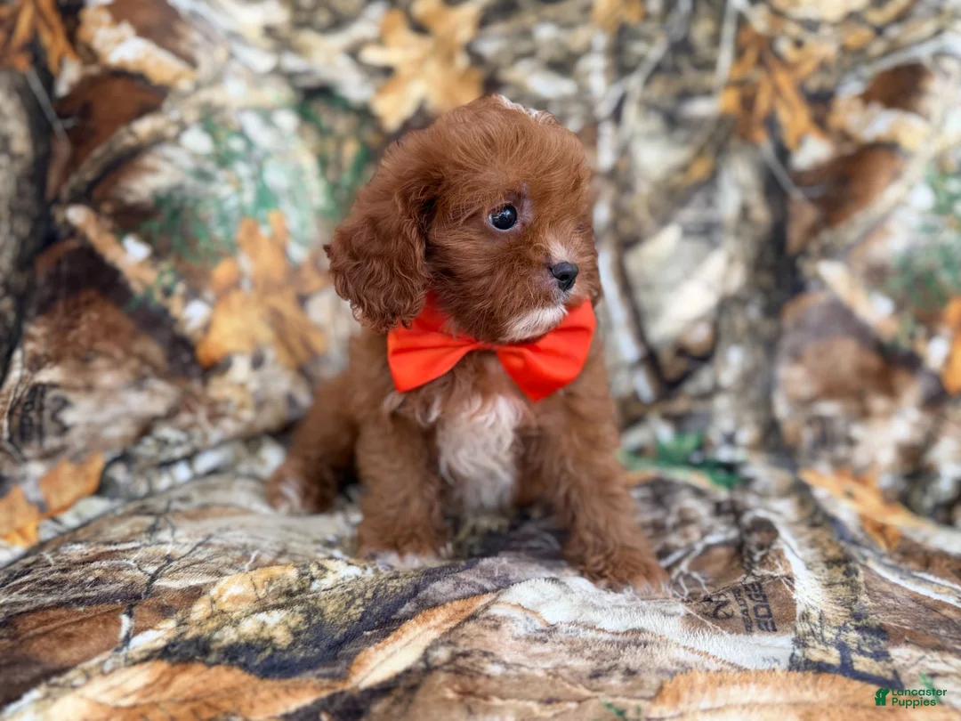 Cavapoo dogs for sale: Lucky - Ad 2