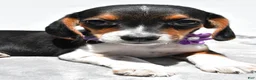 Beagle dogs for sale: Macey - Ad 4