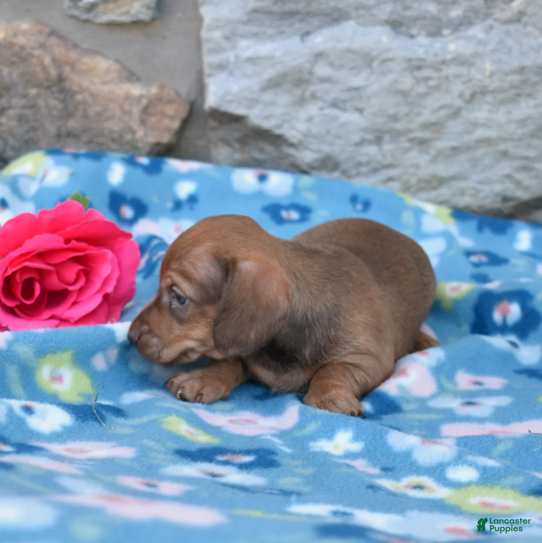 Miniature Dachshund dogs for sale: Stella - Ad 2