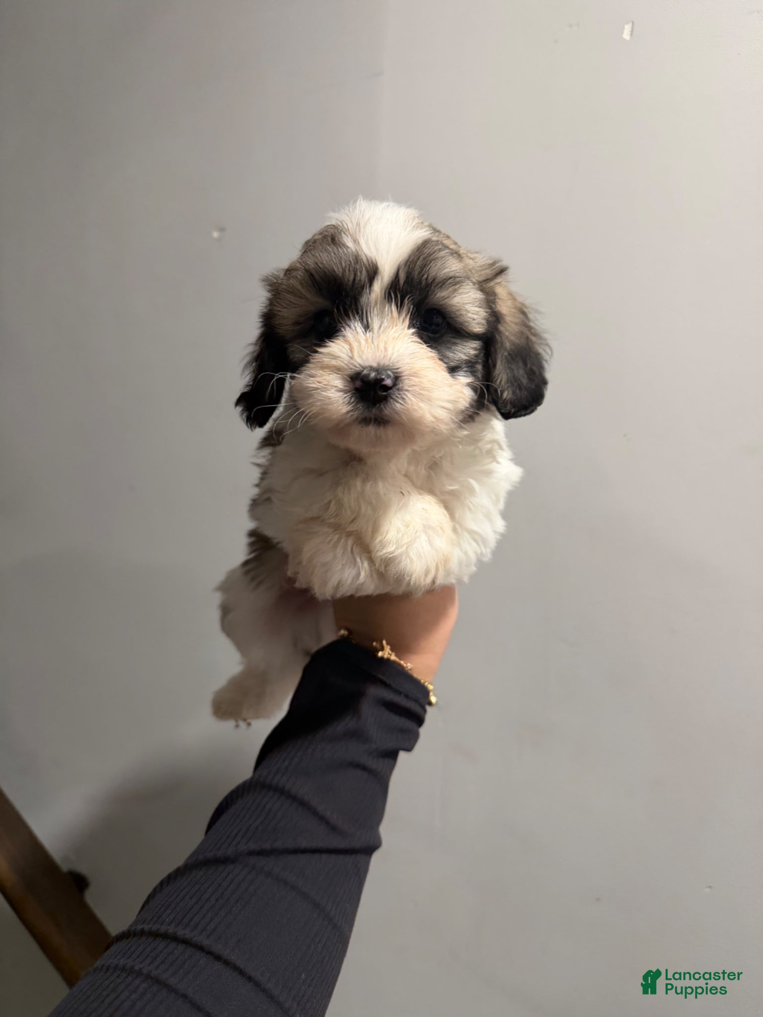 Shih Tzu dogs Spotty  - Ad 12