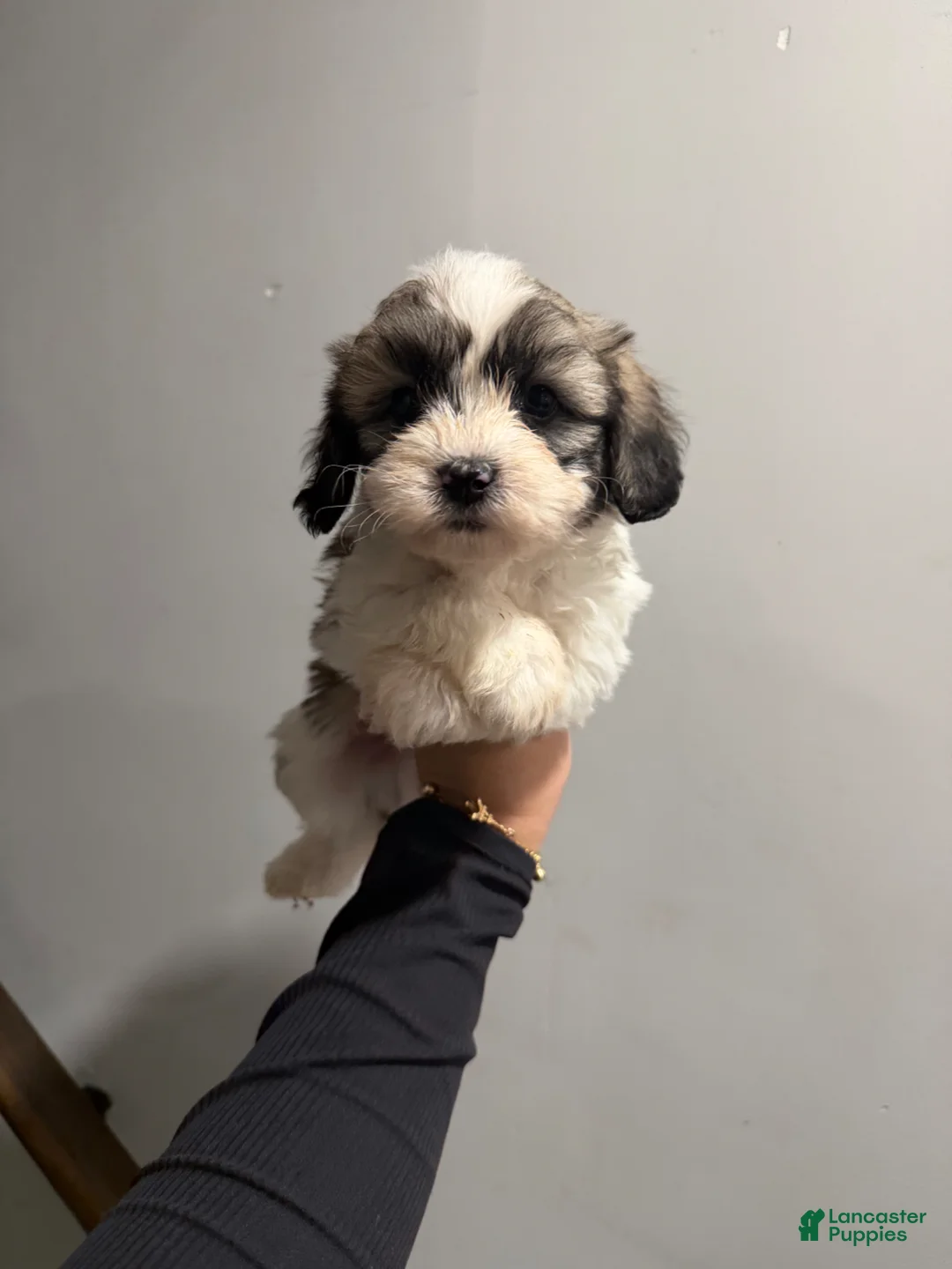 Shih Tzu dogs for sale: Spotty  - Ad 1