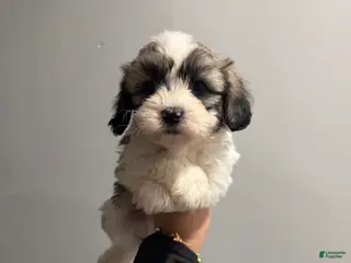 Shih Tzu dogs Spotty - Ad 12