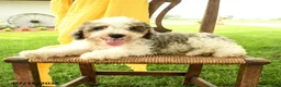 Mini Bernedoodle dogs for sale: Cara  - Ad 5