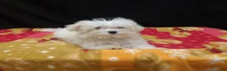 Maltipoo dogs for sale: Saint - Ad 3