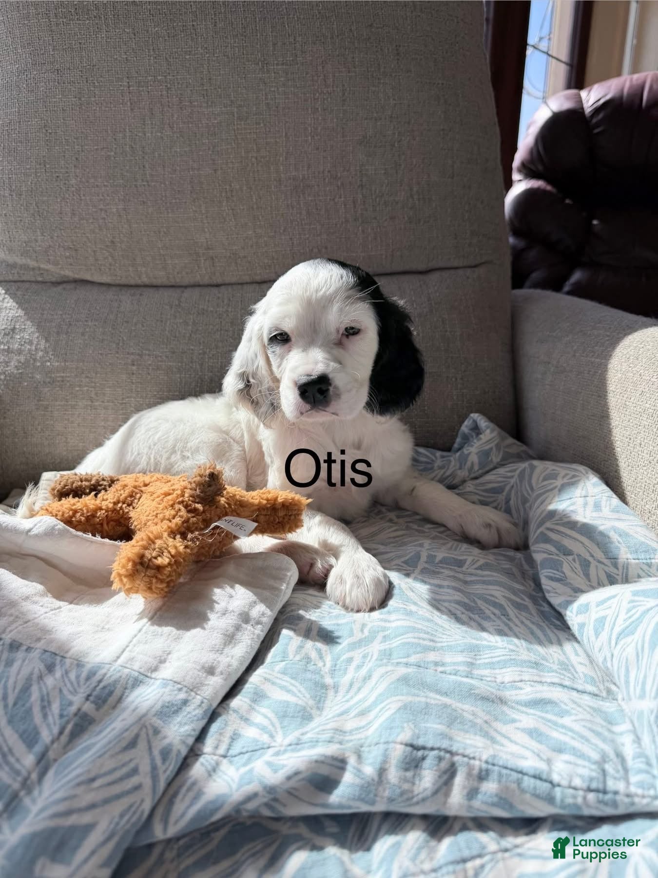 English Setter dogs English Setter Puppy 5 - Ad 3