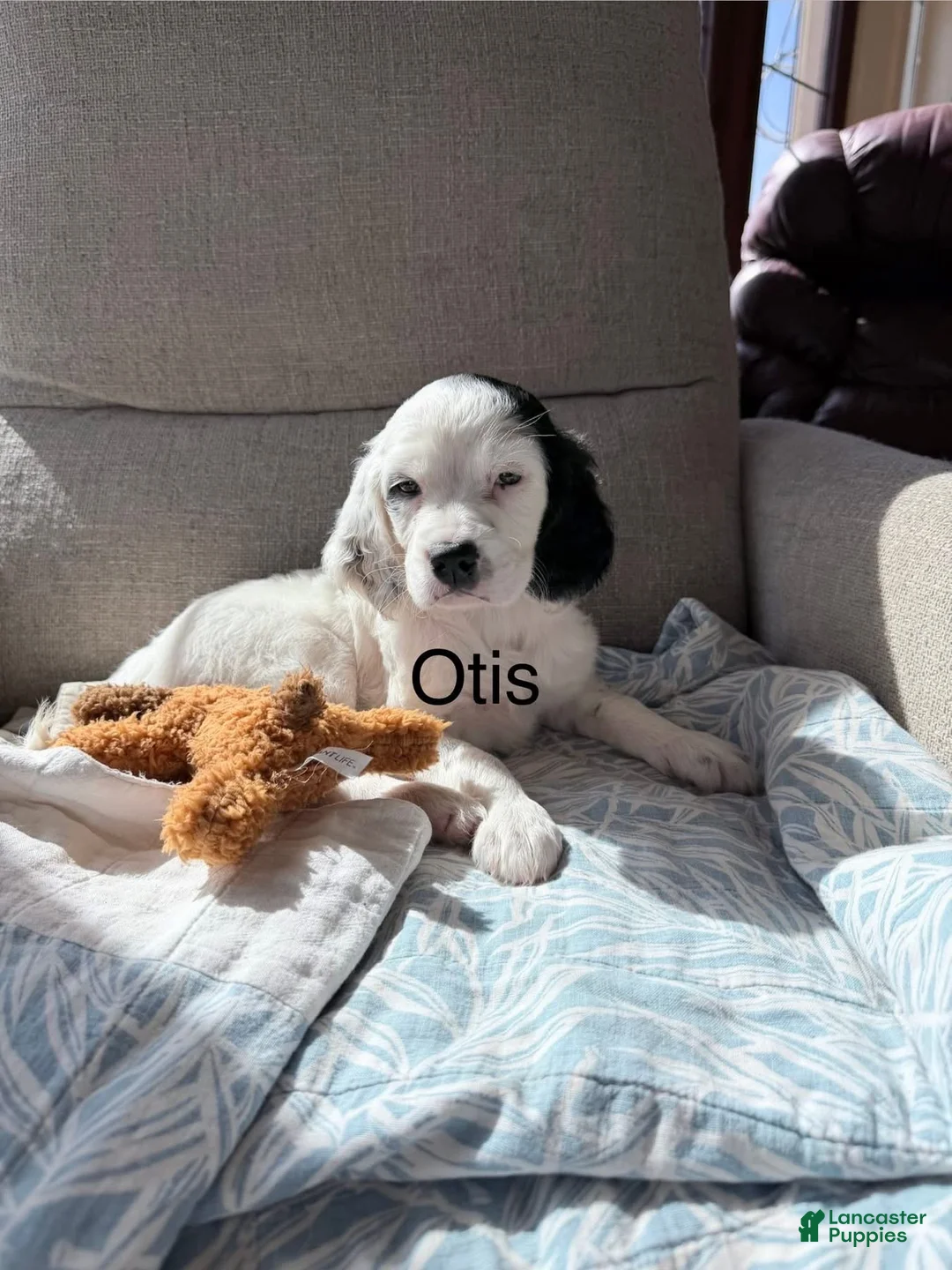 English Setter dogs for sale: English Setter Puppy 5 - Ad 1