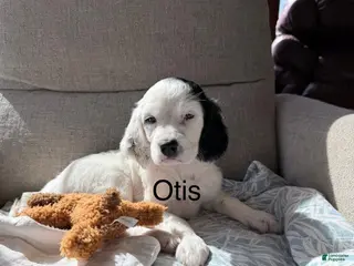 English Setter dogs for sale: English Setter Puppy 5 - Ad 1