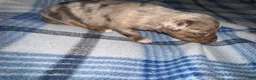 Chihuahua dogs for sale: Chihuahua 5 ready to go tomorrow  - Ad 11