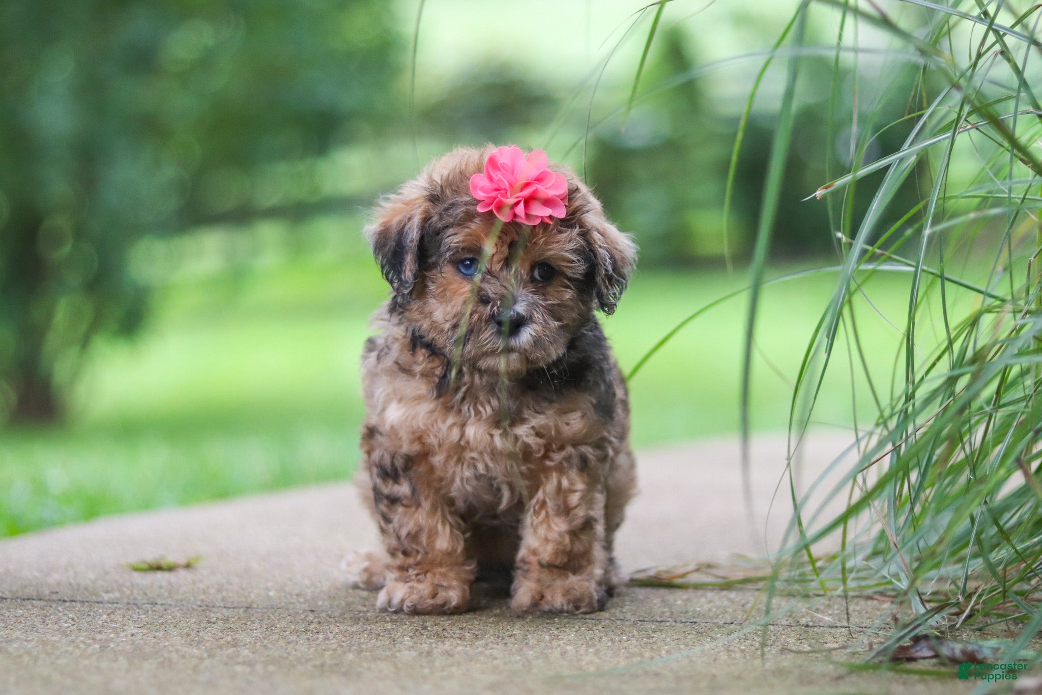 Shihpoo dogs Lucy - Ad 2