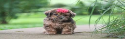 Shihpoo dogs for sale: Lucy - Ad 2