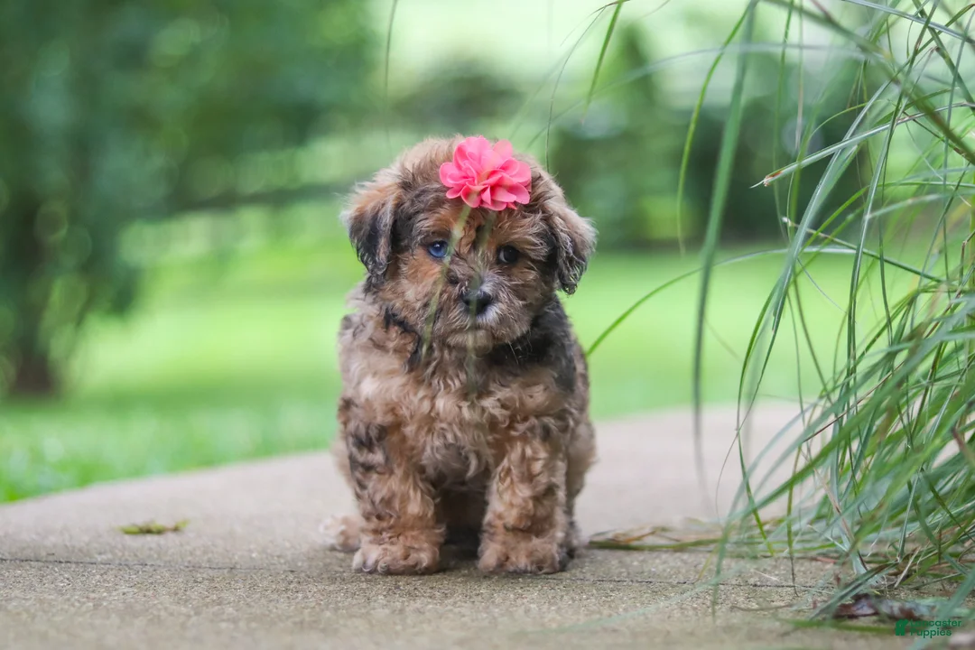 Shihpoo dogs for sale: Lucy - Ad 2